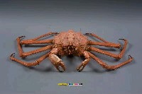 塔型石蟹藏品圖，第3張